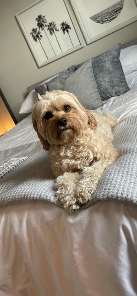 Roxy